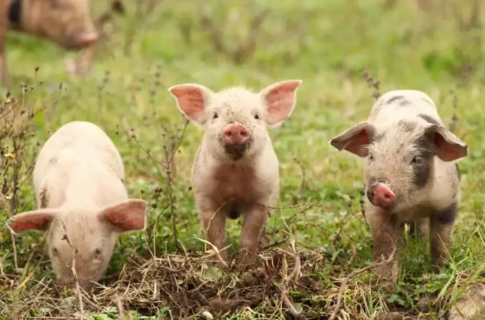 The disease causes abortions, stillbirths, and infertility in pigs.