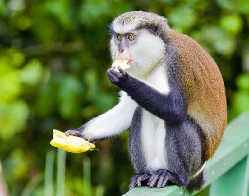 Grenada’ Mona Monkey featured in National Geographic Traveller list