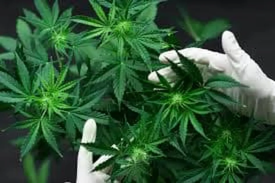 Grenada decriminalises minor cannabis possession with focus on rehabilitation