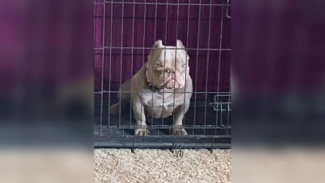 Trinidad Police Officer Injured in Dog Attack During Patrol in Chaguanas