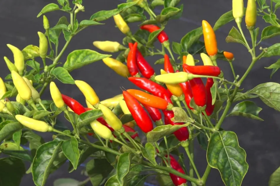 SKN Nature Project to transform 100-acre land into tabasco pepper farm