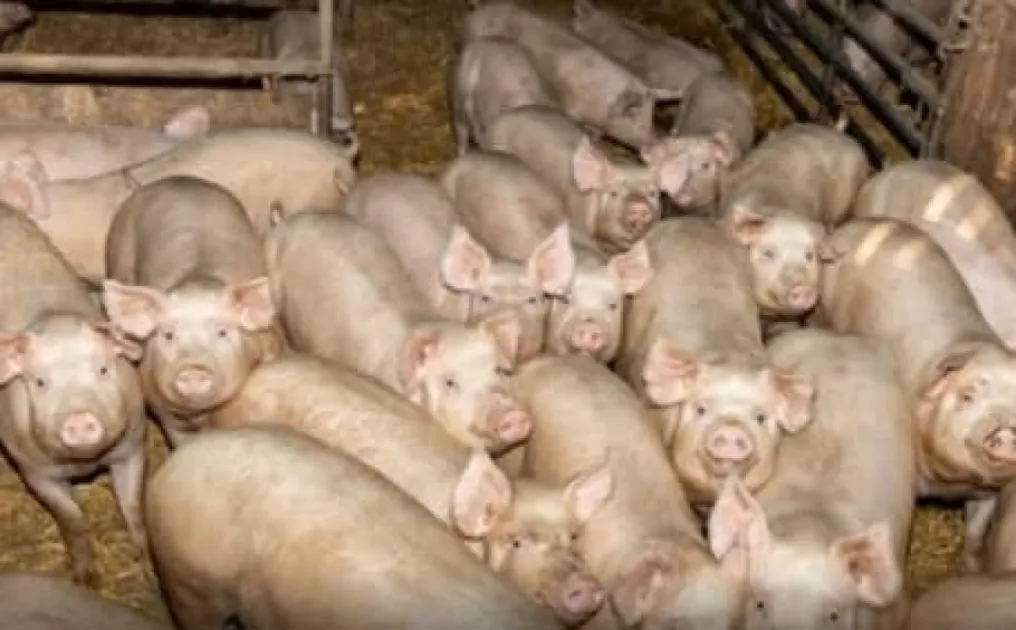 Trinidad Farmer Found Dead in Gran Couva Pig Pen, Police Probe Ongoing