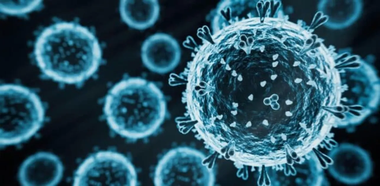 Belize on High Alert as BAHA Issues Bird Flu Advisory After Regional HPAI Outbreaks