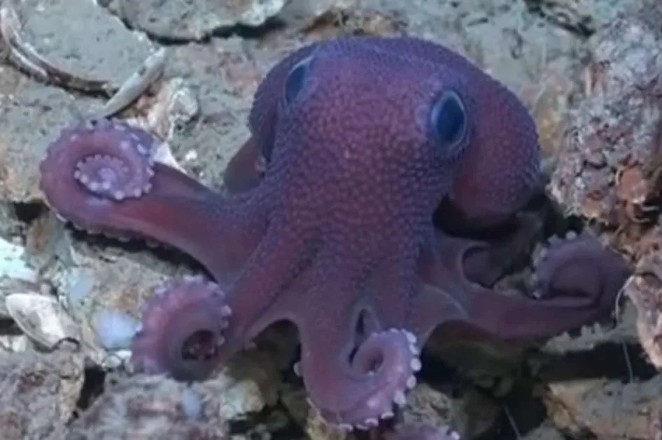 Scientists discover possible new deep-sea Octopus species in Trinidad and Tobago waters