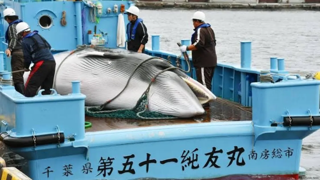 NGOs urge PM Gaston Browne to reject commercial whaling at IWC70