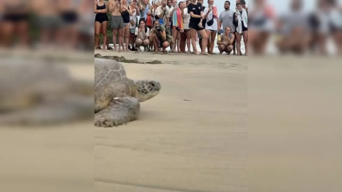 Two men arrested in Tobago over alleged Sea Turtle Poaching