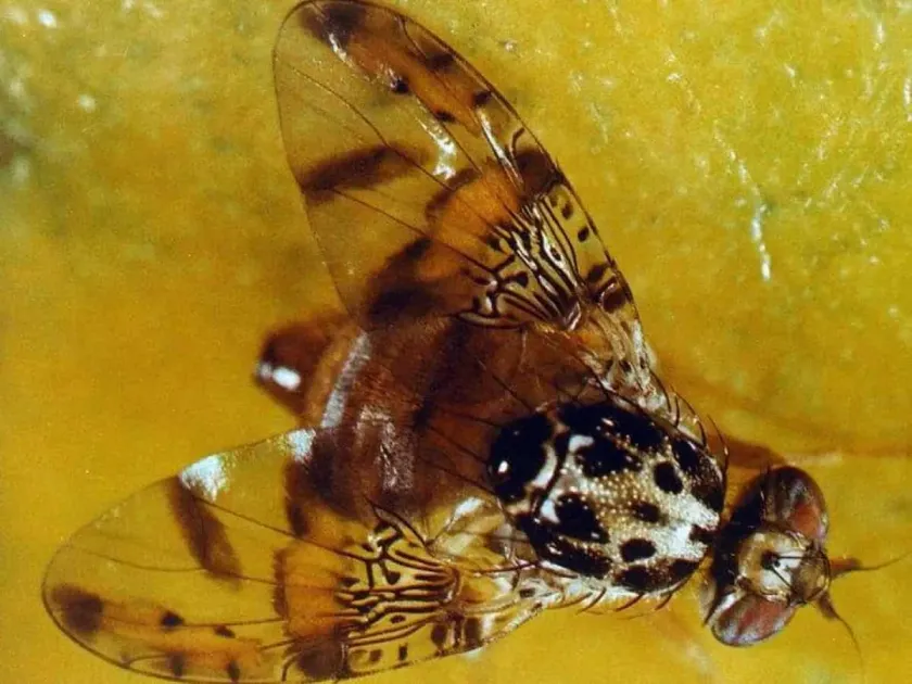 Antigua and Barbuda warns of Mediterranean fruit fly threat to food security