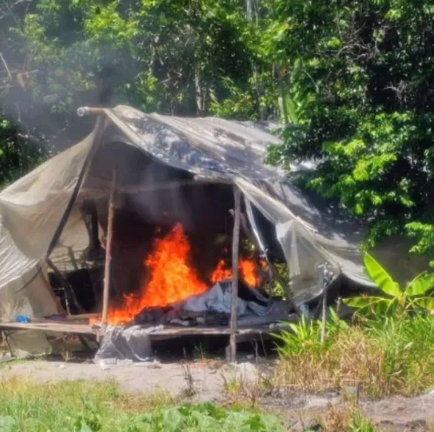 A 17-hour police operation in the Upper Berbice River uncovered more than 310,000 suspected cannabis plants, dried marijuana, processing sheds and makeshift camps.